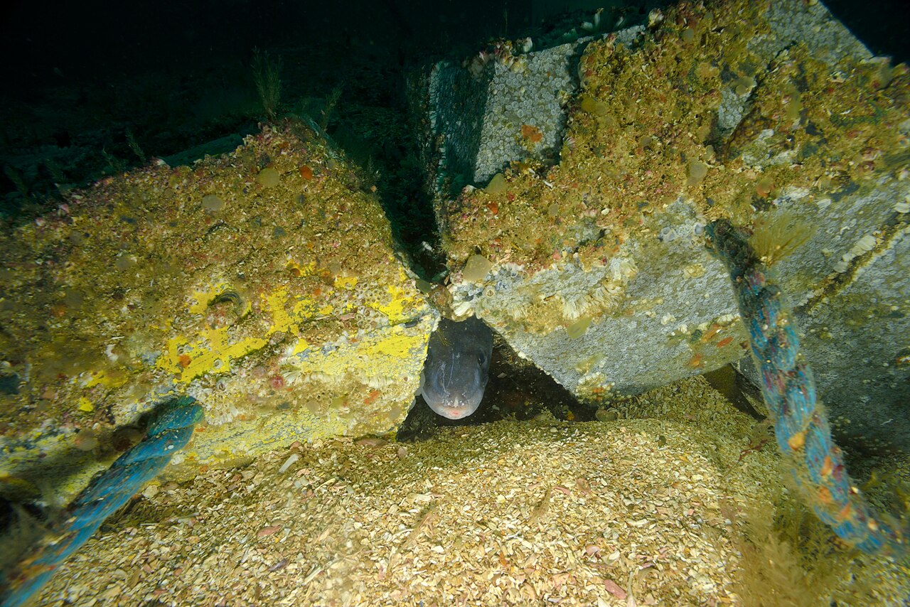 Cabeza de congrio asomando entre rocas