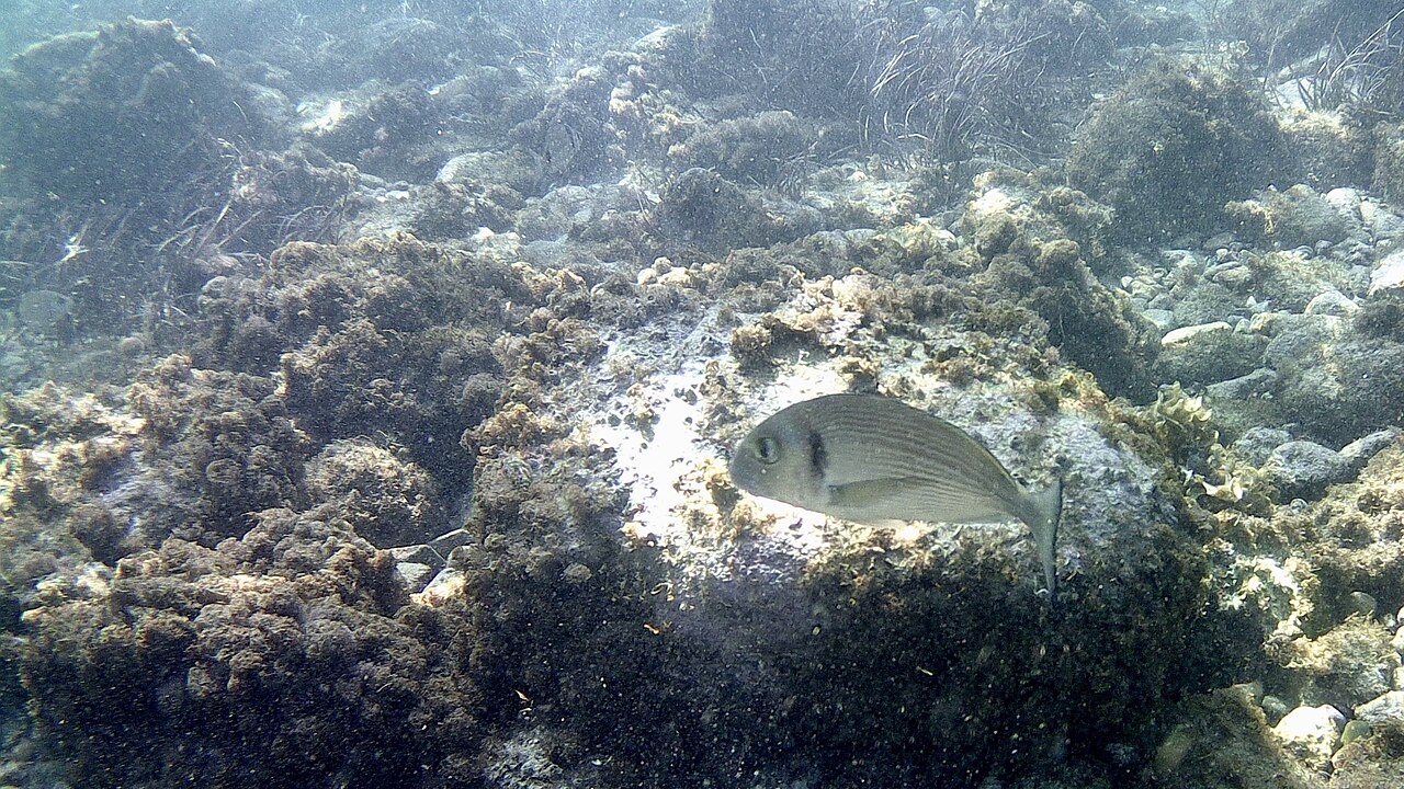Dorada nadando en aguas costeras