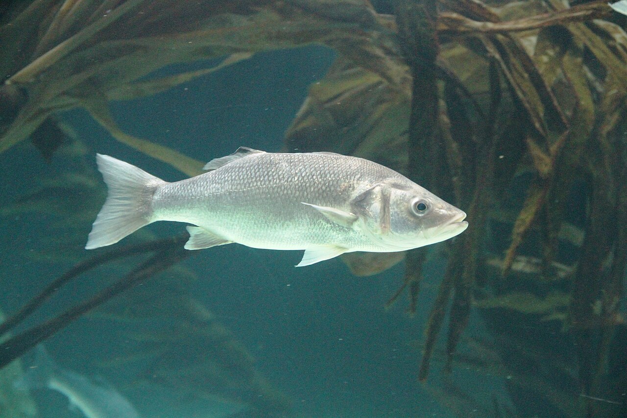 Lubina nadando de perfil en un acuario