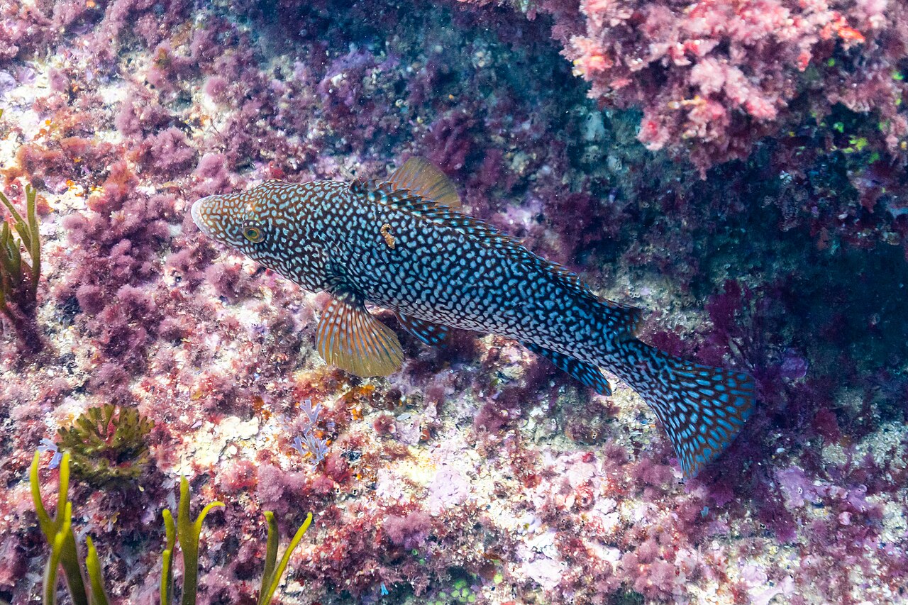 Maragota moteada nadando junto a un arrecife rocoso